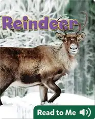 Reindeer