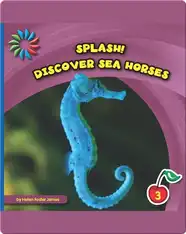 Discover Sea Horses