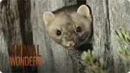 Weasels!
