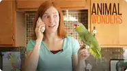 Parrot Copy Cat
