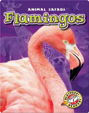 Flamingos book