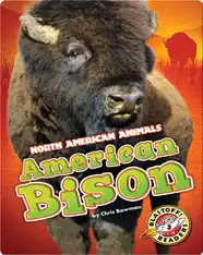 American Bison