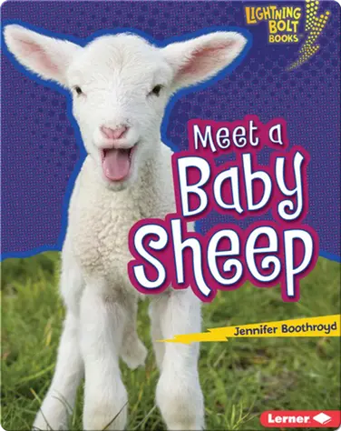 Meet a Baby Sheep book