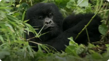 Baby Gorilla Bamboo Feast - Mountain Gorilla book