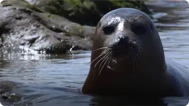Wild Seals in the Thames - Unexpected Wilderness book