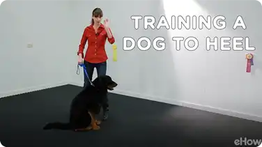 Training a Dog to Heel | Teacher's Pet With Victoria Stilwell book
