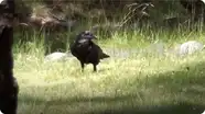 SmartNews: Animal Spies