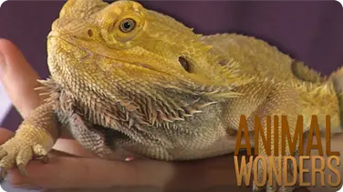 Bearded Dragons! What, Where, How book