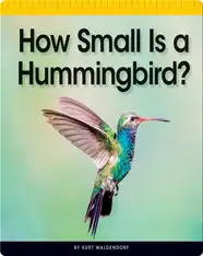 How Small Is a Hummingbird?