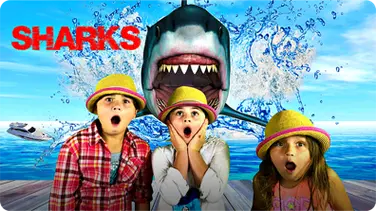 When SHARKS ATTACK! The Great White Shark - All About Sharks for Kids book