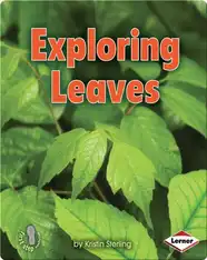 Exploring Leaves