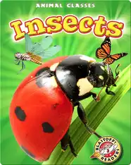 Animal Classes: Insects