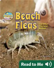 Beach Fleas and Other Tiny Sand Animals
