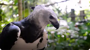 Gabby Wild and The Harpy Eagle of South America book