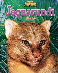Jaguarundi: Otter Cat