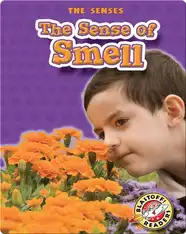 The Sense of Smell