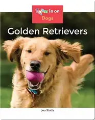 Golden Retrievers