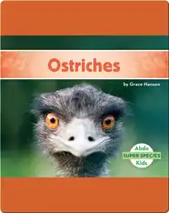Ostriches