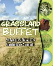 Grassland Buffet: Studying Food Webs In The Grasslands And Savannas