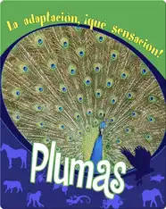 Plumas