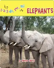 Elephants