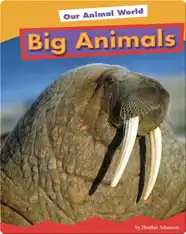 Big Animals