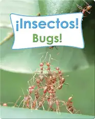 Insectos!  (Bugs!)