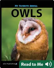 My Favorite Animal: Owls