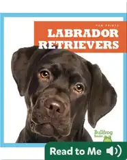 Labrador Retrievers