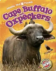 Cape Buffalo and Oxpeckers