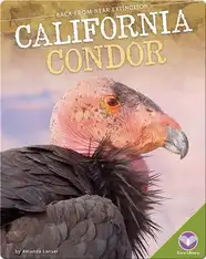 California Condor
