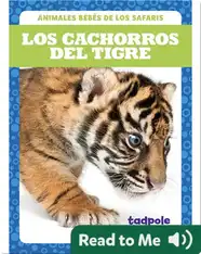 Los cachorros del tigre (Tiger Cubs)