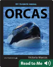 My Favorite Animal: Orcas