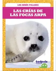 Las crías de las focas arpa