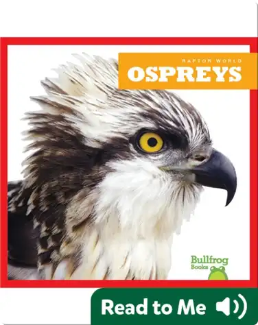 Raptor World: Ospreys book