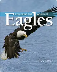 Exploring the World of Eagles