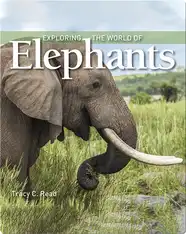Exploring the World of Elephants