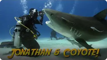 Jonathan Bird's Blue World: Tiger Sharks with Coyote Peterson! book