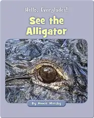 Hello, Everglades!: See the Alligator