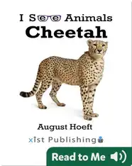 I See Animals: Cheetah