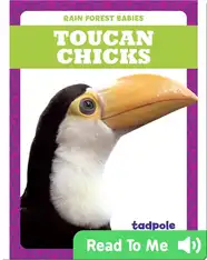 Rain Forest Babies: Toucan Chicks