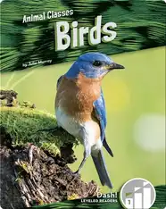 Animal Classes: Birds