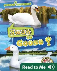 Spotting Differences: Swan or Goose?