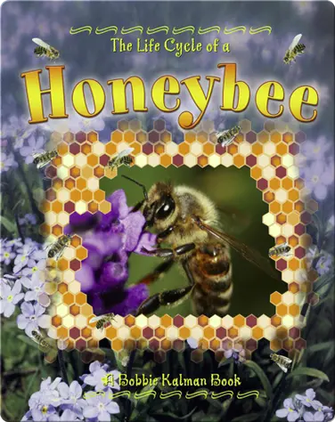 The Life Cycle of a Honeybee book