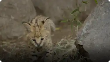 Meet San Diego Zoo's Brand New Serval Kitten book