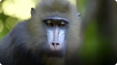 Sweet Baby Mandrill Born at San Diego Zoo book