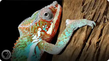 Nature's Mood Rings: How Chameleons Really Change Color book
