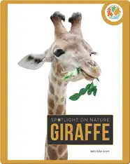 Spotlight on Nature: Giraffe