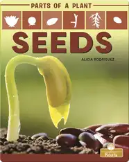 Parts of a Plant: Seeds