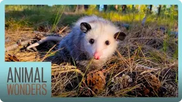 10 Awesome Opossum Facts book